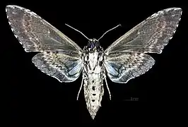 Manduca rustica harterti revers MHNT