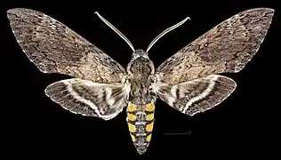 Manduca sexta jamaicensis Face dorsale ♂