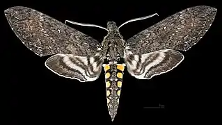 Manduca sexta paphus Face dorsale ♂