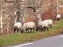 Photo couleur de cinq moutons à toison longue et blanc-crème. La tête est noire et porte des cornes enroulées autour de l'oreille.
