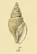 Curtitoma trevelliana.
