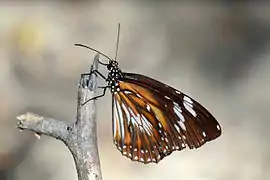 Danaus affinis
