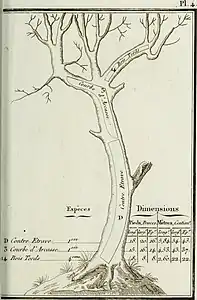 Contre-étrave; Courbe d'arcasse; Bois tords
