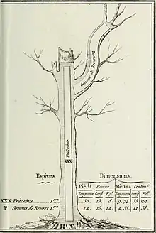 Préceinte; Genou de revers