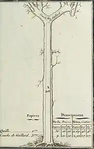 Quille; Courbe de gaillard