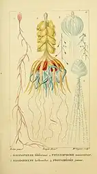 Dessin de Rhizophysa filiformis