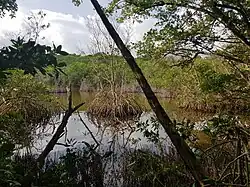 Marais de l'Anse à Saint