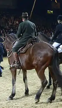Duo de butteri à l'arrêt, vus de dos.