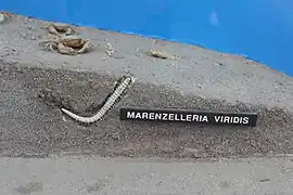 Marenzelleria viridis