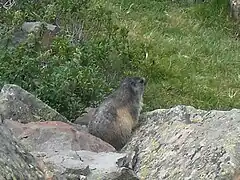 Marmotte, Marmota marmota.