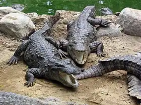 Image illustrative de l’article Langelot et les Crocodiles