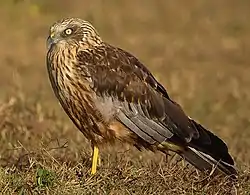 Photo montrant un rapace de couleur marron sur l'herbe.]