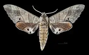 Marumba dyras dyras  ♂ (coll.MHNT)