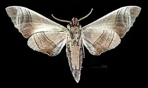 Marumba dyras dyras  ♂ revers (coll.MHNT)