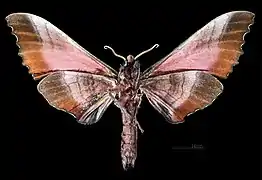 Marumba gaschkewitschii gressitti  revers du mâle (coll.MHNT)