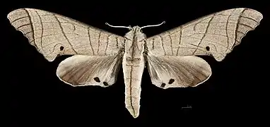 Apers du mâle (coll.MHNT)