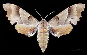 Femelle - Face dorsale MHNT