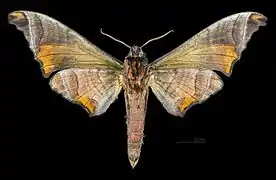 Revers du mâle (coll.MHNT)