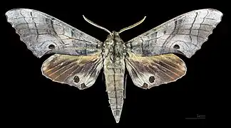 Avers du mâle (coll.MHNT)