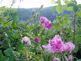 Image illustrative de l’article Bulgarsko rozovo maslo