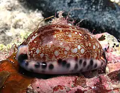 Porcelaine arabe, variété « immanis » (Mauritia arabica immanis)