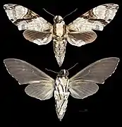 Megacorma obliqua  - MHNT