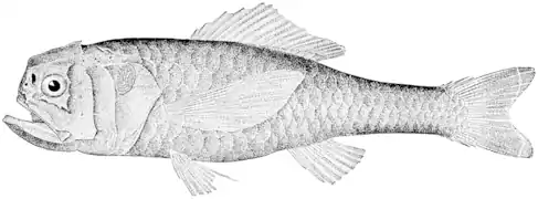 Melamphaes suborbitalis