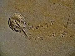 Mesolimulus walchi (Mesolimulidae)