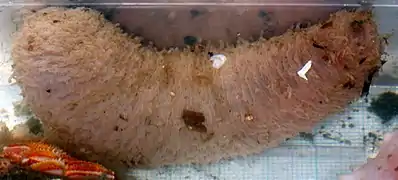 Mesothuria intestinalis