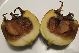 Nèfle en cours de blettissement.