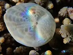 Metalia spatagus (test)