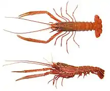 Metanephrops japonicus