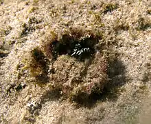 Micippa platipes (sur le dos)