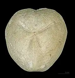 Micraster decipiens MHNT