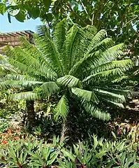 Jardin botanique Marie Selby (en) (Sarasota, Floride)