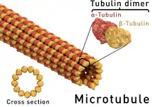 &nbsp;Structure d'un microtubule. La coupe transversale d'un microtubule montre qu'il est constitué de 13 protofilaments.