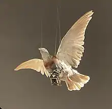 Pigeon avec appareil photo