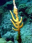 Millepora alcicornis