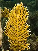 Millepora alcicornis, un Milleporidae