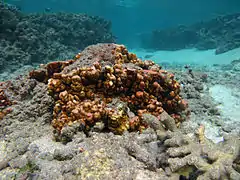 Corail de feu (Millepora exaesa)