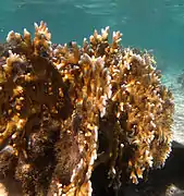 Corail de feu (Millepora tenera)