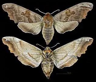 Mimas christophi(coll.MHNT)