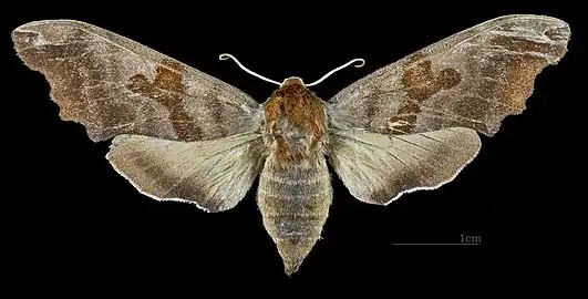 Face dorsale de la femelle (coll.MHNT)