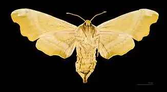 Mimas tiliae ♀ △ - Muséum de Toulouse