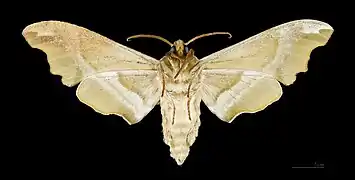 Mimas tiliae ♂ △ - Muséum de Toulouse