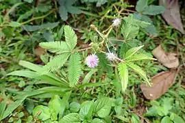 Mimosa pudica.
