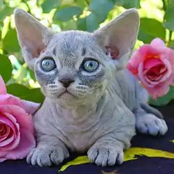 Chaton Minskin tabby bleu