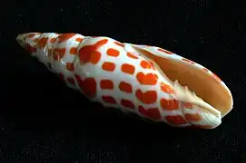 Coquille de Mitra mitra.