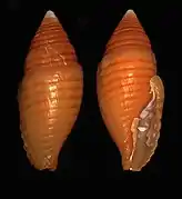 Strigatella vexillum