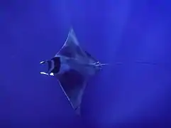 Mobula mobular
